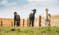 donkeyszot Rogozina 2.jpg